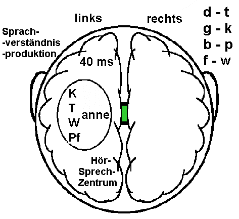 Gehirn LRS Legasthenie